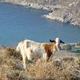 Culinary Travel