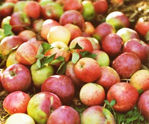Tout sur les pommes