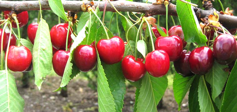 Cerises