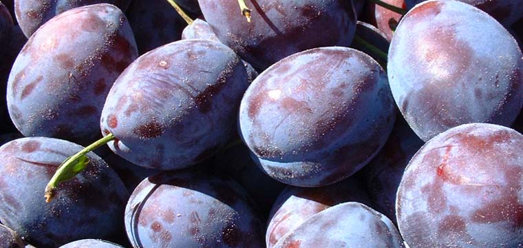 Prunes